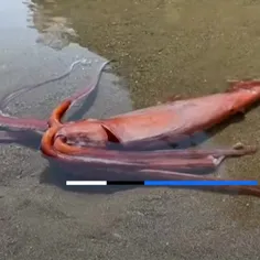 مشاهده ماهی مرکب غول‌پیکر ۳ متری در سواحل ژاپن