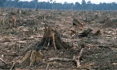 ✅️ ورود دادستانی به قطع ۴ هزار درخت در الیمالات