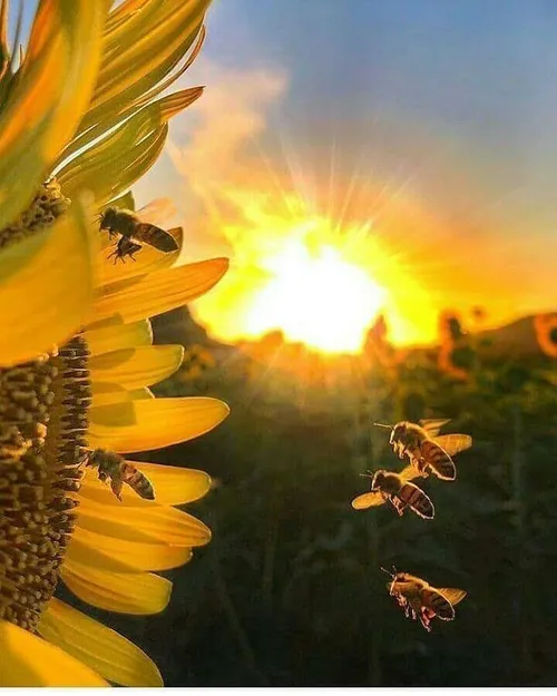 طبیعت زیبا زنبور