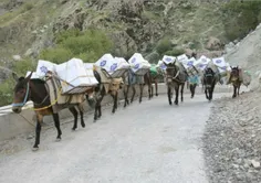 ‏جهادگران ستاد اجرایی فرمان امام این چنین بسته های کمک مع