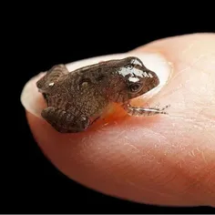 کوچکترین قورباغه دنیا .