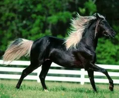 اینم یه اسب سلطنتی از طرف پرنسس تقدیم به احمد...