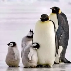 بامزه بودن پنگوئن ها