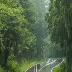 باران در جنگل