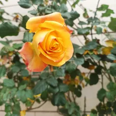 گل زمستونی خونه ی ما😄تقدیم به نگاه زیباتون