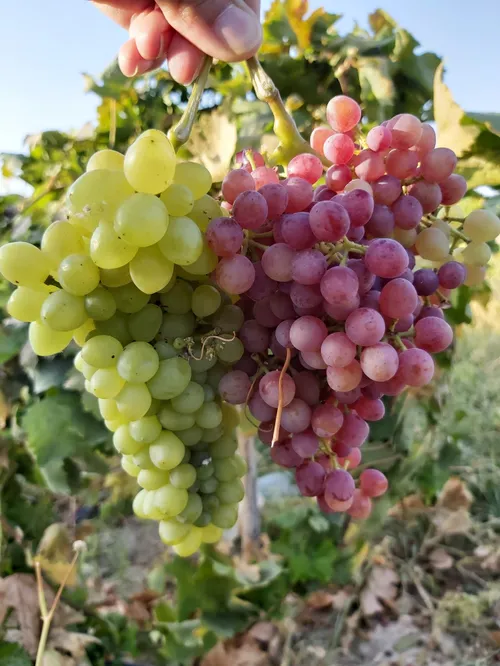 انگور باغمون🍇😍