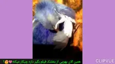 بنفشک زهرا صالحی فر 