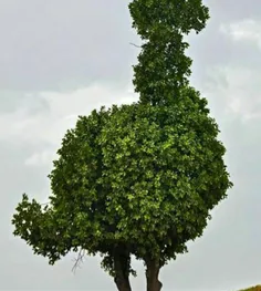 درختی که بصورت طبیعی شباهت به شترمرغ دارد!این درخت در روس