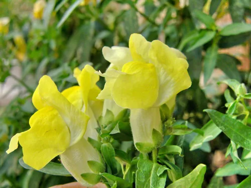 🕊 🌹 خدای من ، کمکم کن...