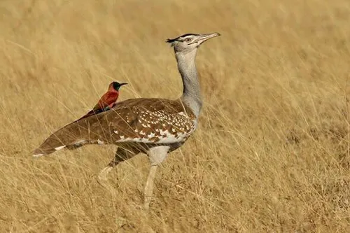 همزیستی