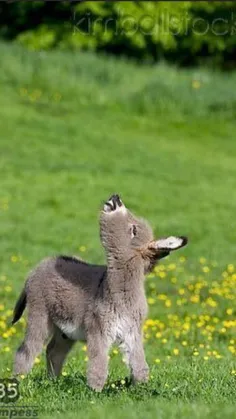 چرا کره خر فحشه آخه ...این که خیلی خوشگله 😍 😍 😍