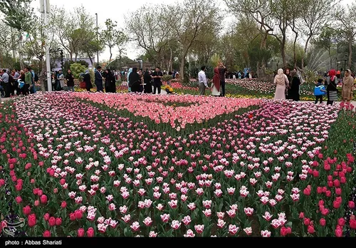 جشنواره لاله ها در باغ گل های بوستان شهید چمران کرج