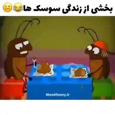 زندگی سوسک ها😂😂😂