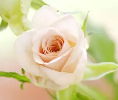 این گل خوشکل تقدیم به همه بچه های ویسگون.