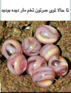 جالبه