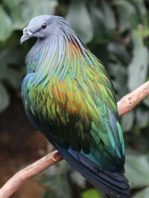 اسم این پرنده چیست؟