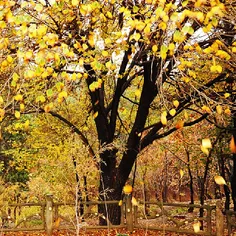 پــاییــز هیــچ حــرف تــازه‌ای بــرای گفتــن نــدارد