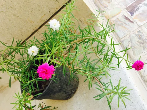 Our house is small potted garden flowers