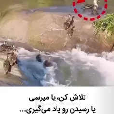 تو فقط زمانی شکست‌خورده محسوب میشی که دست از تلاش برداری.