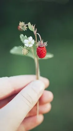 «به حباب نگران لب یک رود قسم،