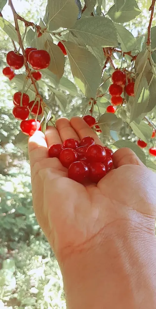 فلاورجان .اصفهان..