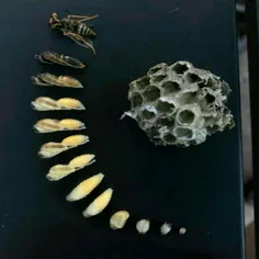 تصویر جالب از چرخه زندگی یک زنبور بی عسل