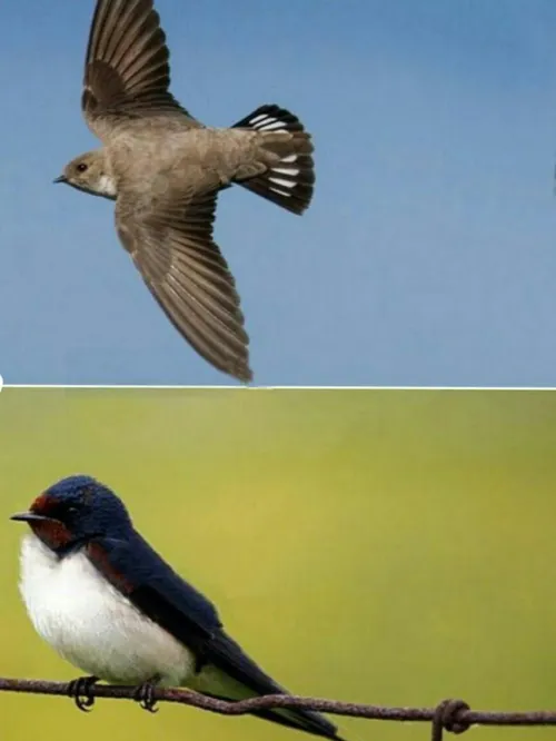 پرنده استثنایی "بادخورک" توانایی آن را دارد که وقتی لانه 