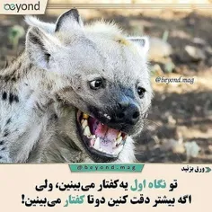 جالبه