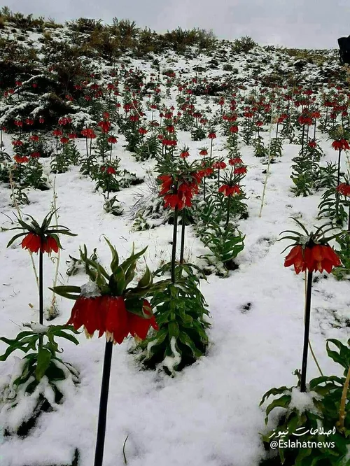 برف بهاری و لاله های واژگون خوانسار استان اصفهان