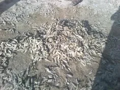 ماهی ها در سیستان در سکوت مردند