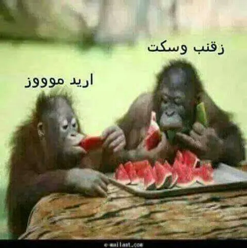 ههههه