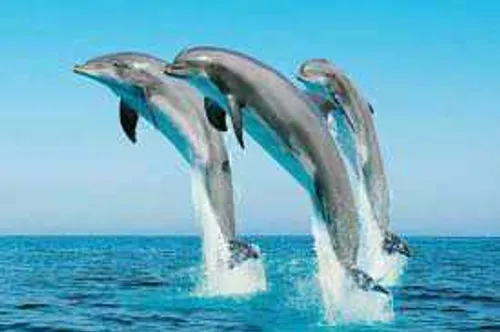 دلفین ها مانند انسان ها روابط اجتماعی دارند ؛