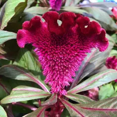 گل #تاج_خروس (به انگلیسی Celosia)