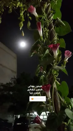 درودبرهمگی دوستان شبتون زیبا🌷 🌹 🌝 🌝