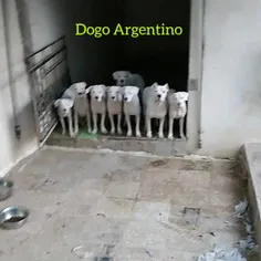 👑Dogo Argentino 👑