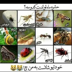 من زنبور🐝🐝