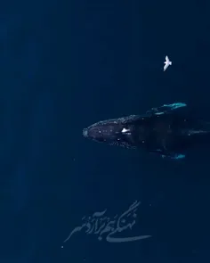 ‌نهنگی هم برآرَد سر خوَرد آن آب دریا را