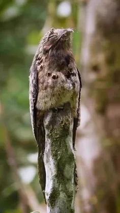 پوتوها (خانواده Nyctibiidae) گروهی از پرندگان مربوط به شب