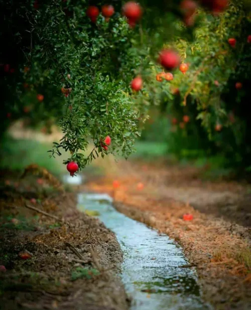 صبح که می شود