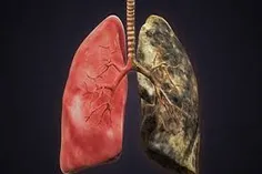 براساس اعلام سازمان جهانی بهداشت، گرایش به دود و دخانیات 