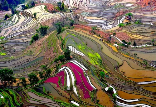 مزارع برنج، چین