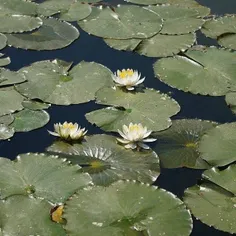 اگه به ۶۰ برسیم پست جدید میزارم