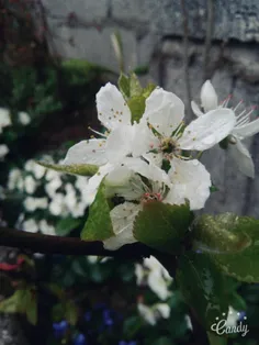 شکوفه بوته آلوچه در باران . همین الان