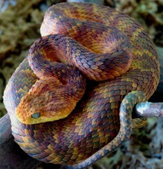 ☯ مار atheris squamigeria یکی از زیباترین مارهای جهان که 