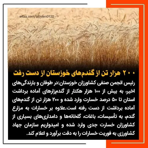 ۲۰۰ هزار تن از گندم های خوزستان از دست رفت