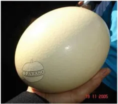 بزرگترین تخم را کدام پرنده میگذارد؟