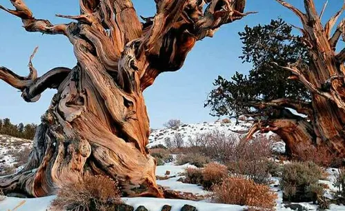 قدیمی ترین درخت دنیا کهنسال کپی با ذکر صلوات جهت سلامتی و