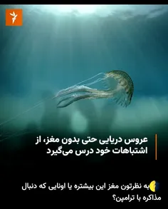 حداقل عروس دریایی باش!