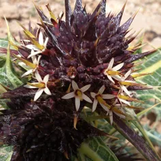 خار زیبا