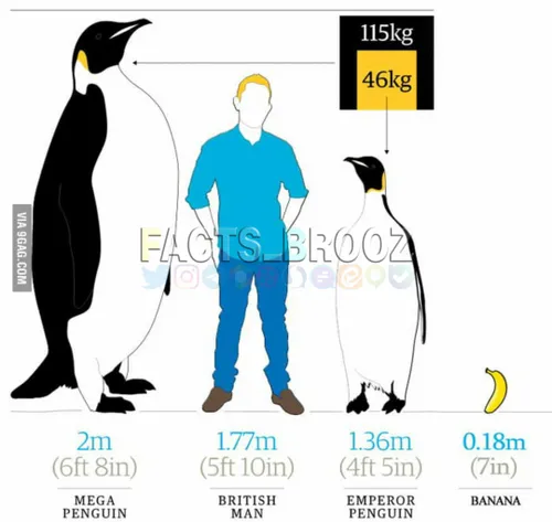 پنگوئن های ماقبل تاریخ بسیار بلند قامت بودند برخی از آن ه